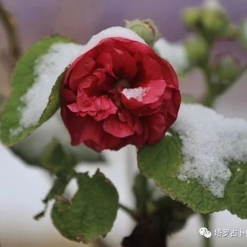 心理测试：如果来生让你选择，你想变成什么样的人或物呢？